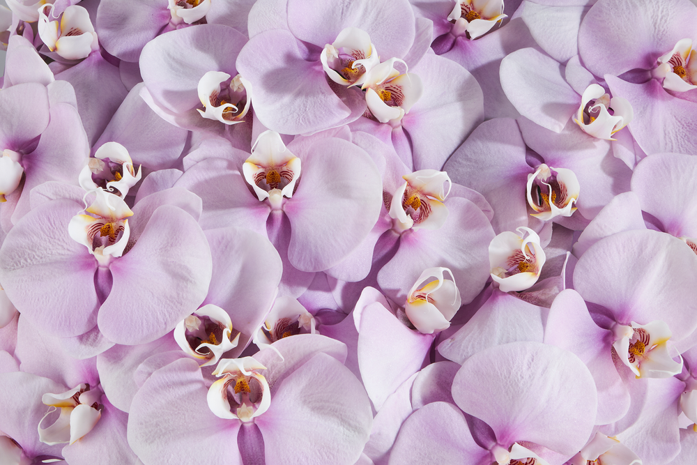 Exploring the Beauty and Elegance of Orchids with Aubé Arrangements