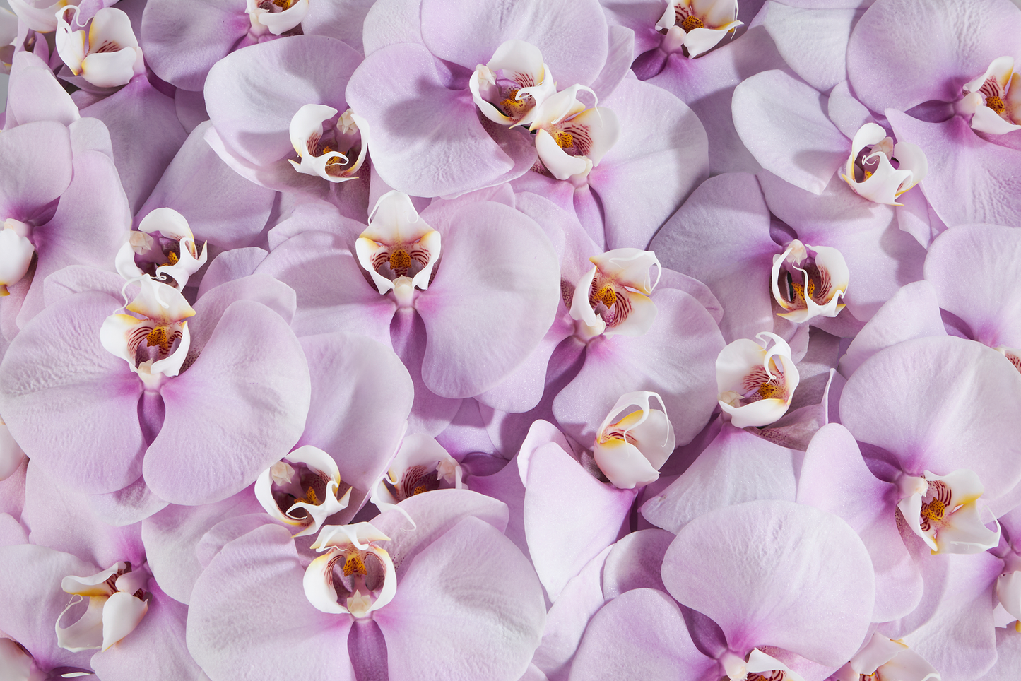 Exploring the Beauty and Elegance of Orchids with Aubé Arrangements
