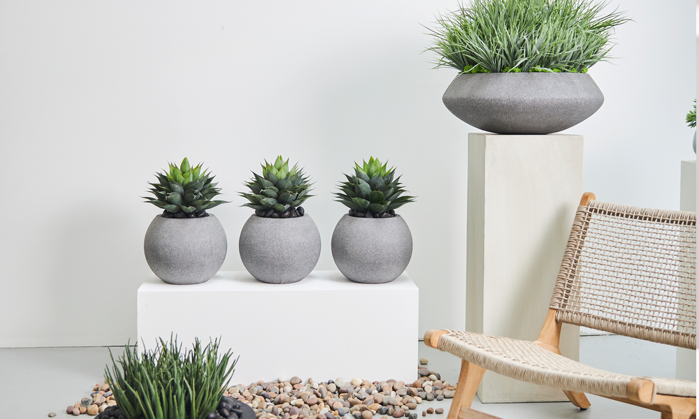 Unveiling the Charm of Succulents with Aube Arrangements' Everlasting Botanicals