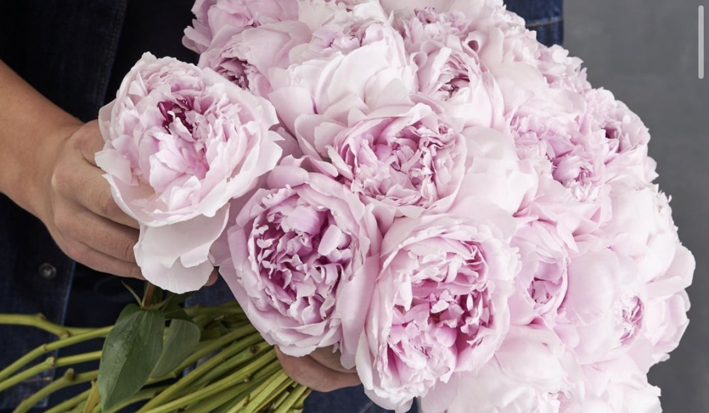 Aubé Explains Peonies: The Flower That Defines a Season