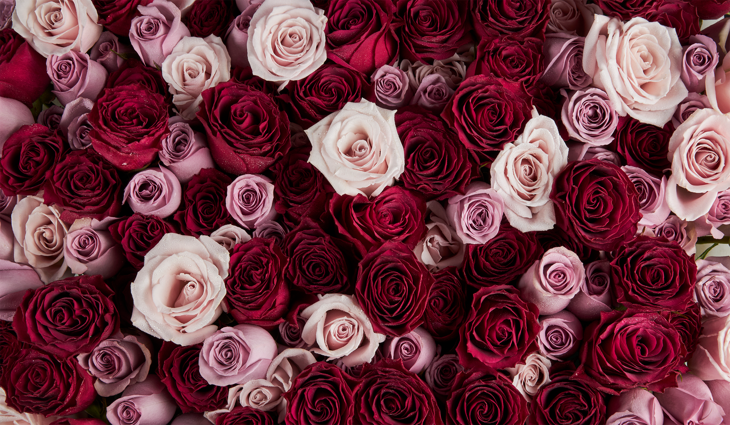 Collection Of Roses Exploring The Many Types of Roses: An Expert Guide – Aubé Studios