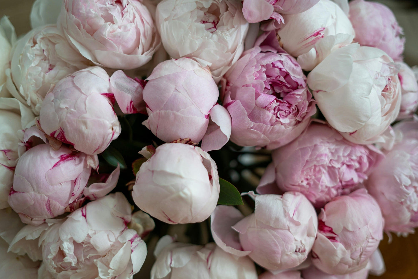Aube Studios Explains When Peonies Are in Season in Toronto