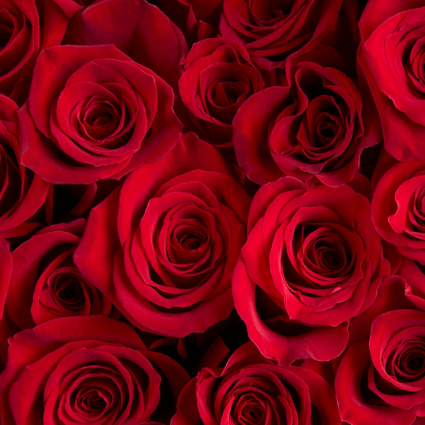 VALENTINE'S DAY COLLECTION