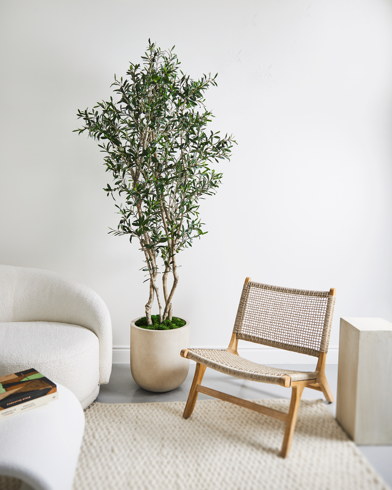  Green Olive Branch tree, handmade with superb Olive details displayed in a home.