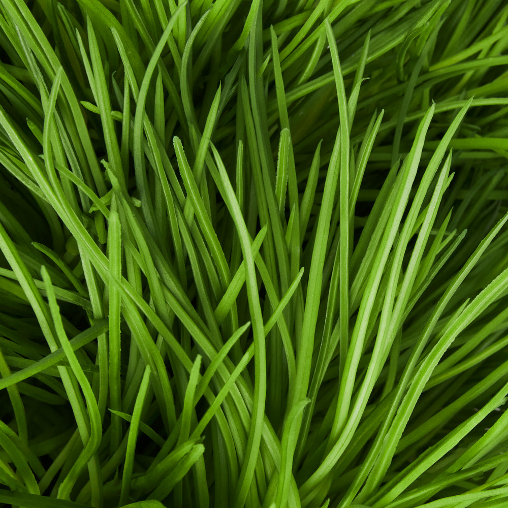 GRASS AINT GREENER