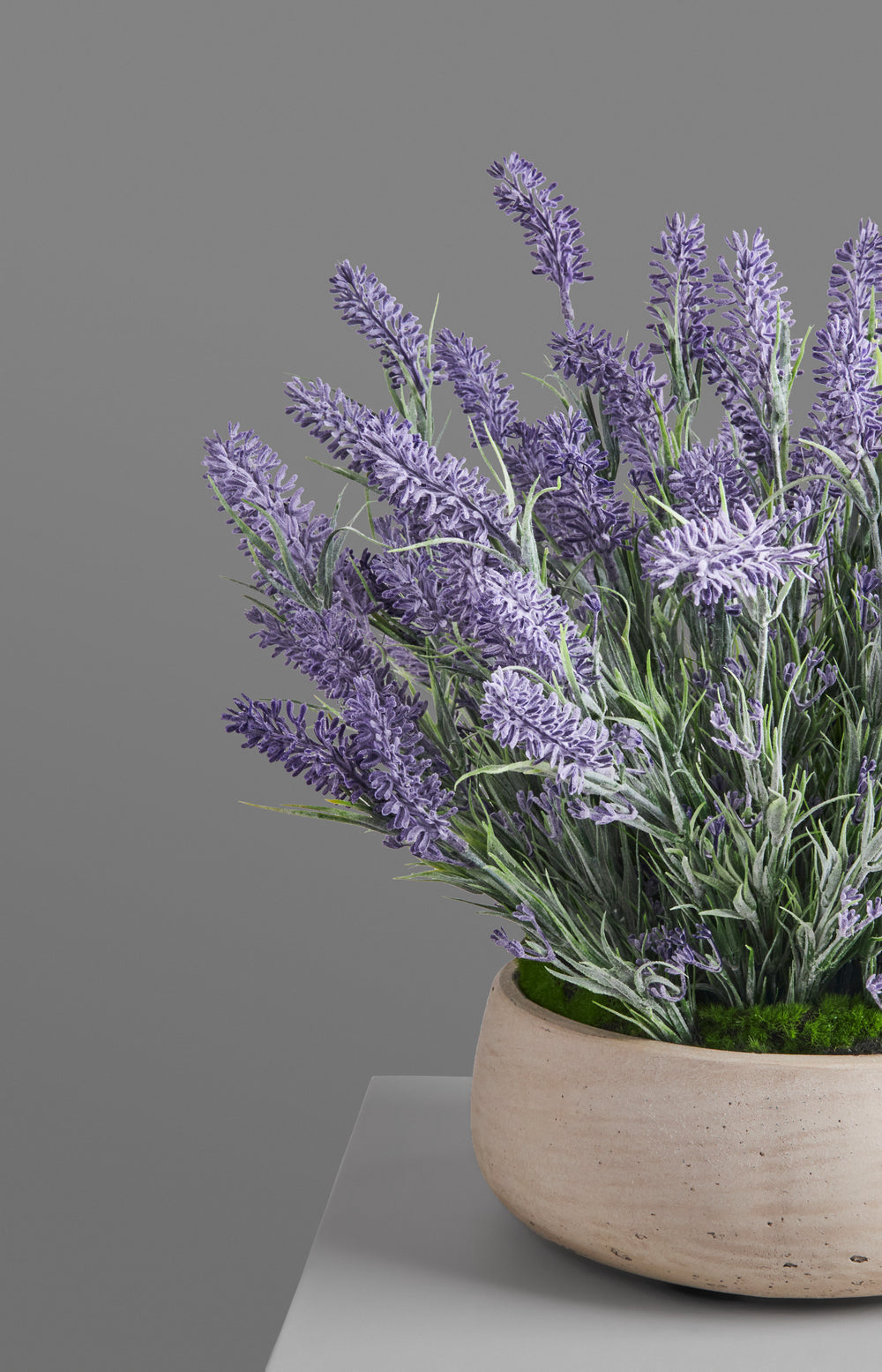 LAVENDER FIELDS