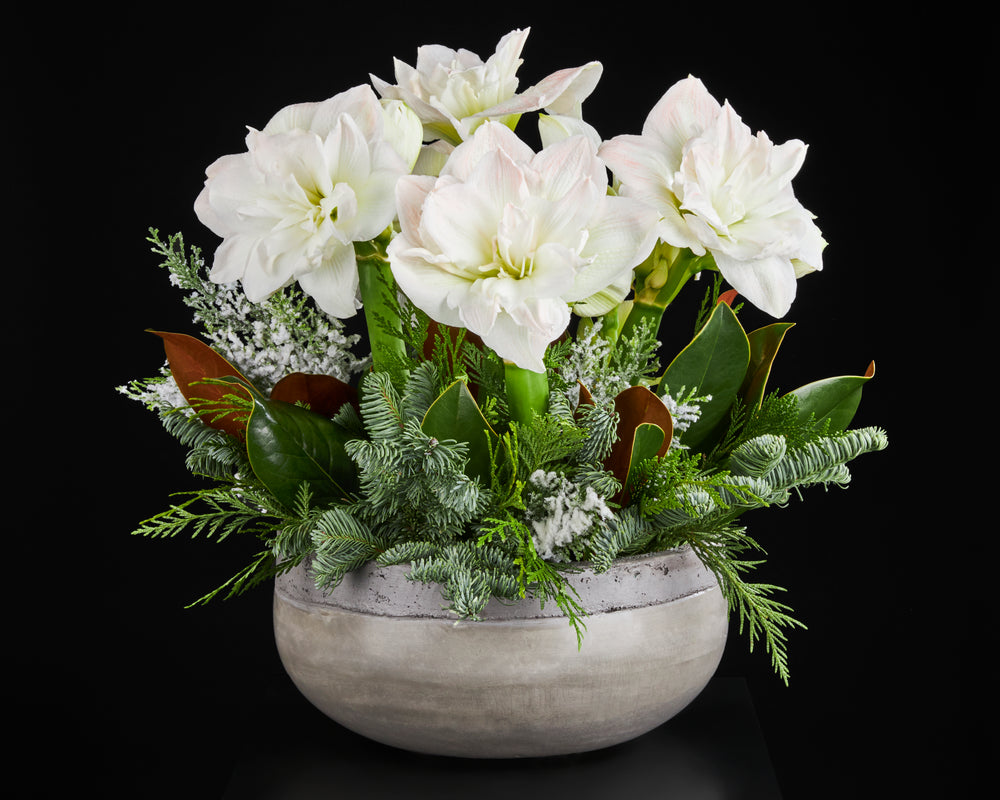 Amaryllis, Magnolia, Pine, Cedar, Frosted Faux cedar