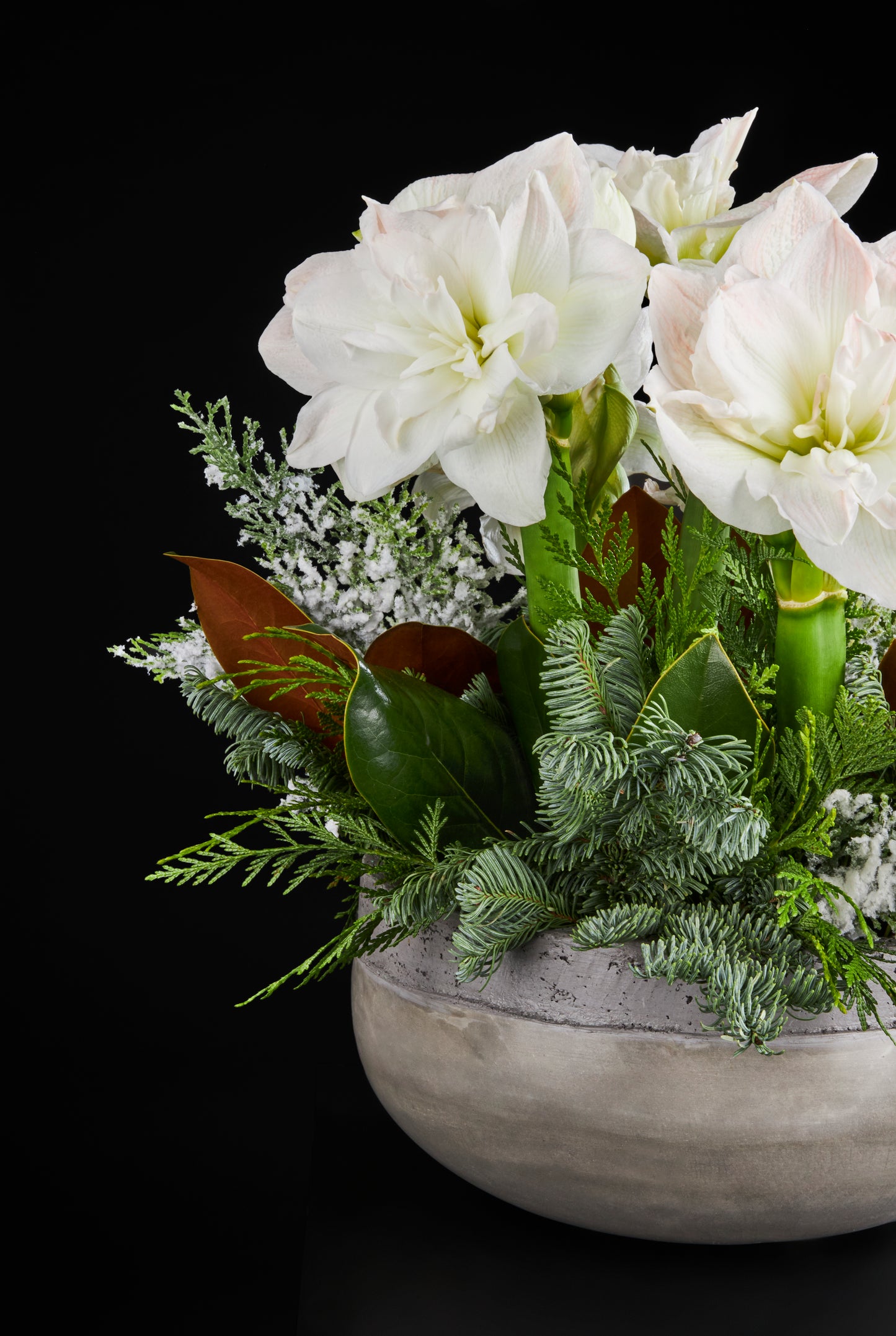 
                  
                    Amaryllis, Magnolia, Pine, Cedar, Frosted Faux cedar
                  
                