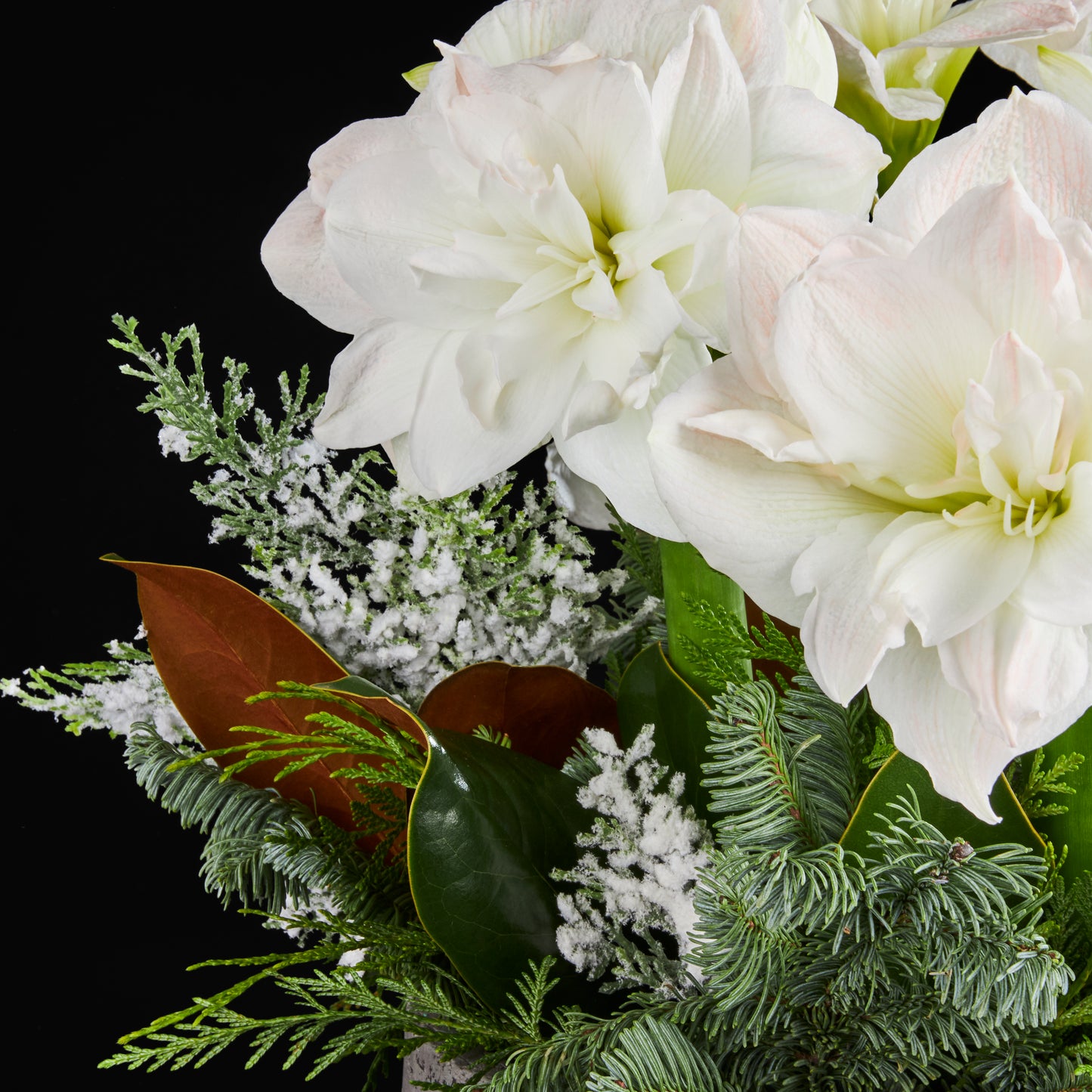 
                  
                    Amaryllis, Magnolia, Pine, Cedar, Frosted Faux cedar
                  
                