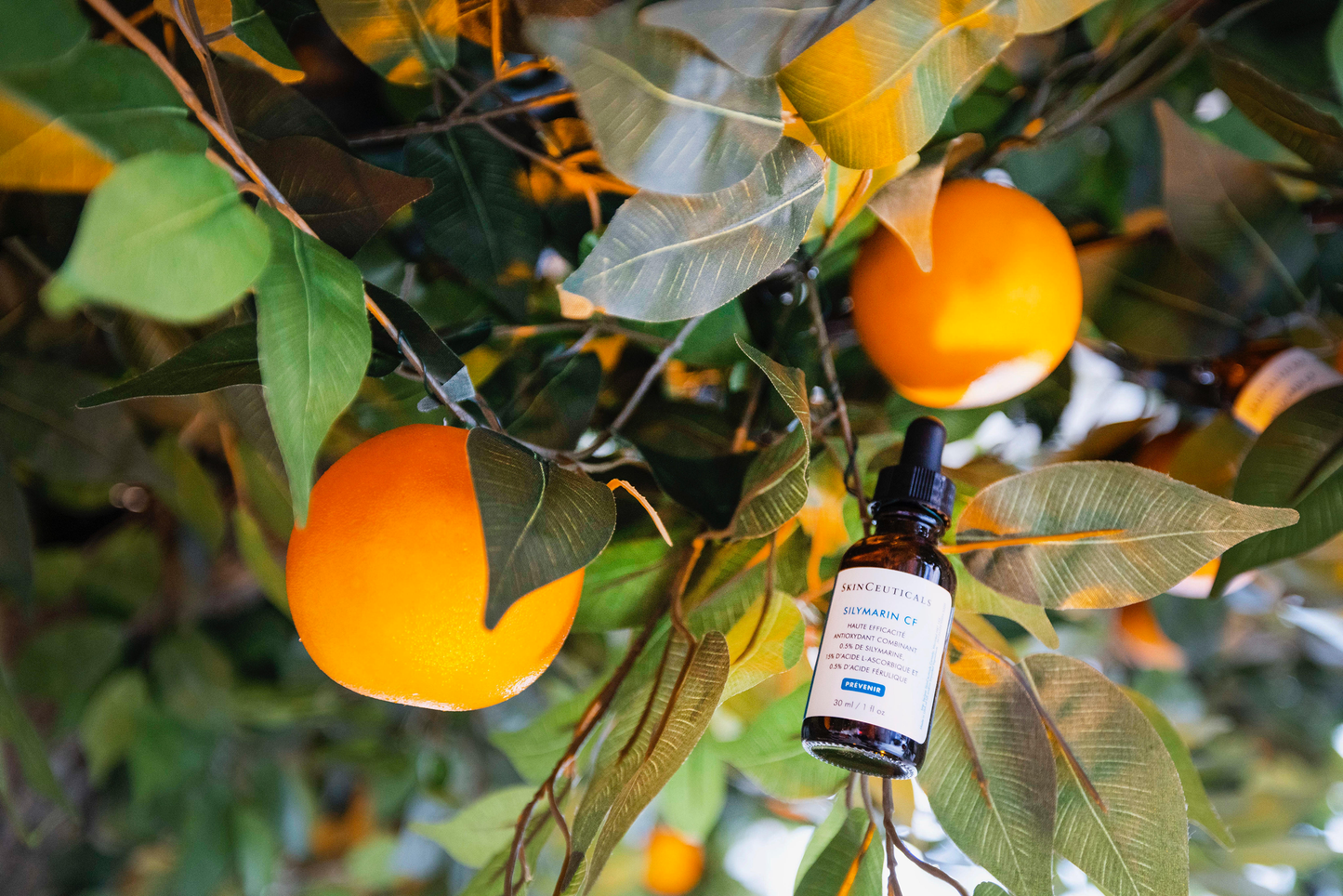 Close up of orange tree installation with SkinCeuticals product 