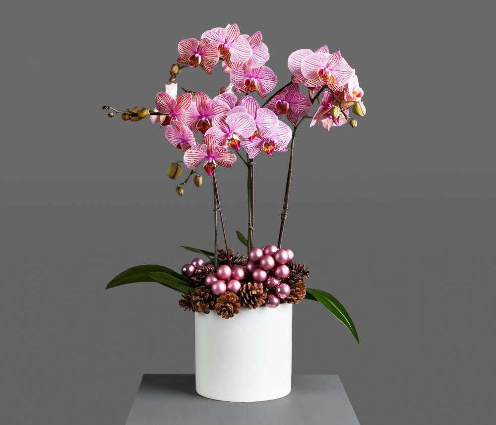 Phalaenopsis orchids in pink
